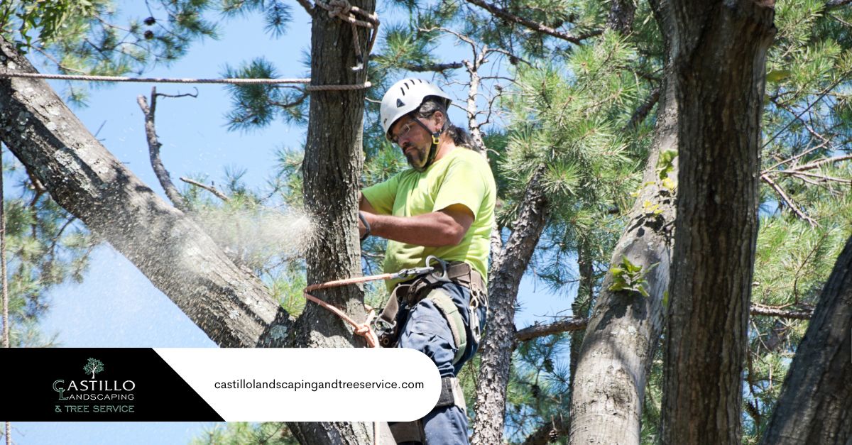 tree removal in los angeles 