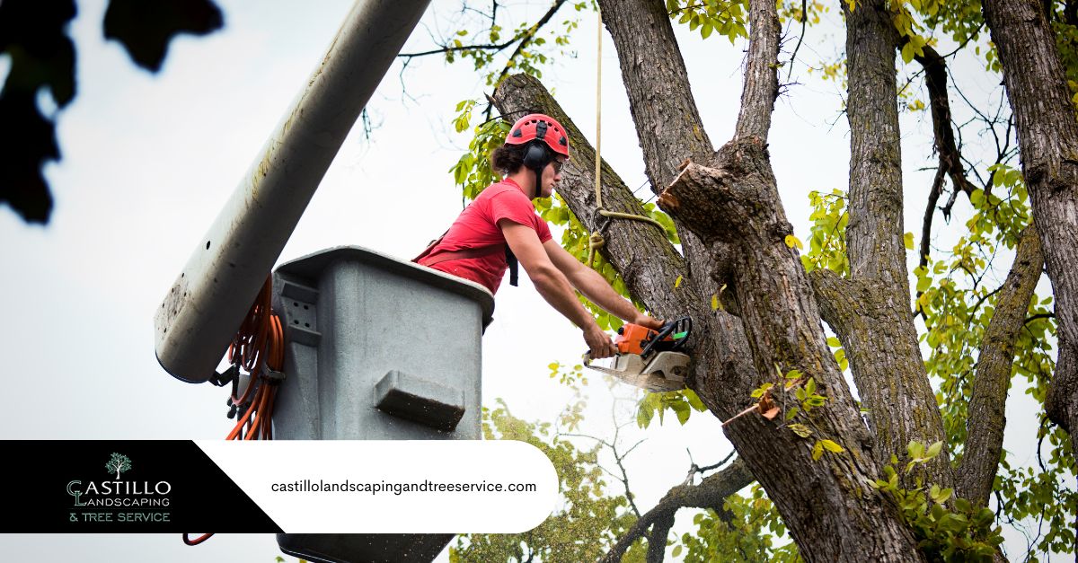 tree services in los feliz