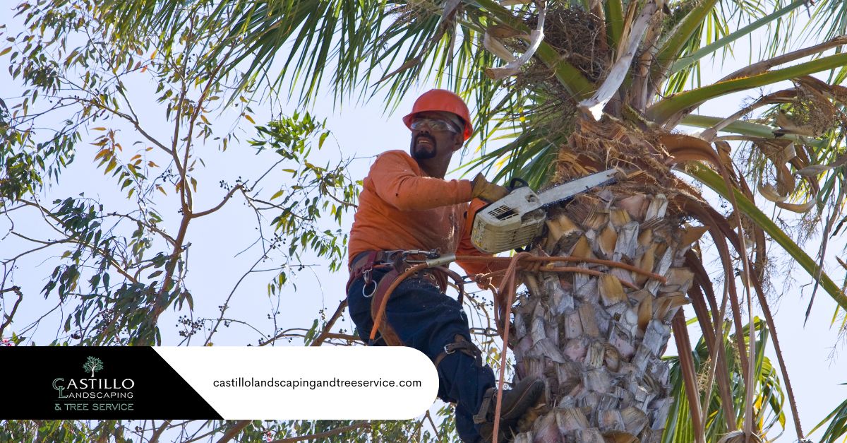 palm tree removal