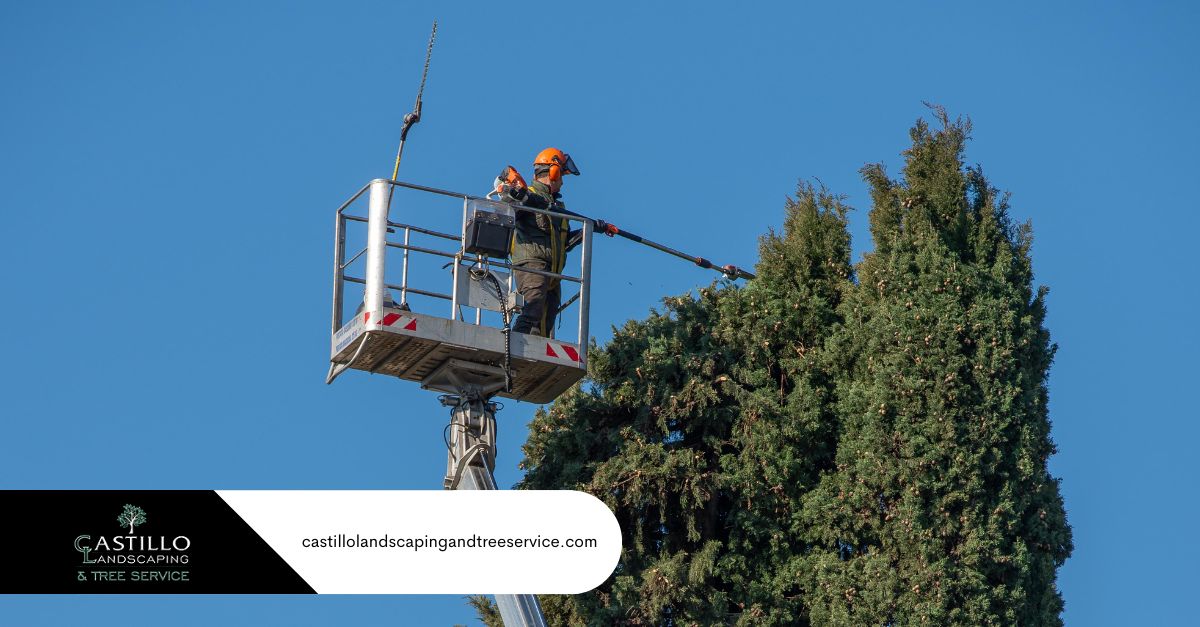 Tree Trimming Los Angeles