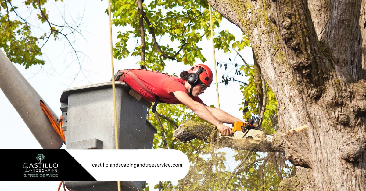 Tree Service