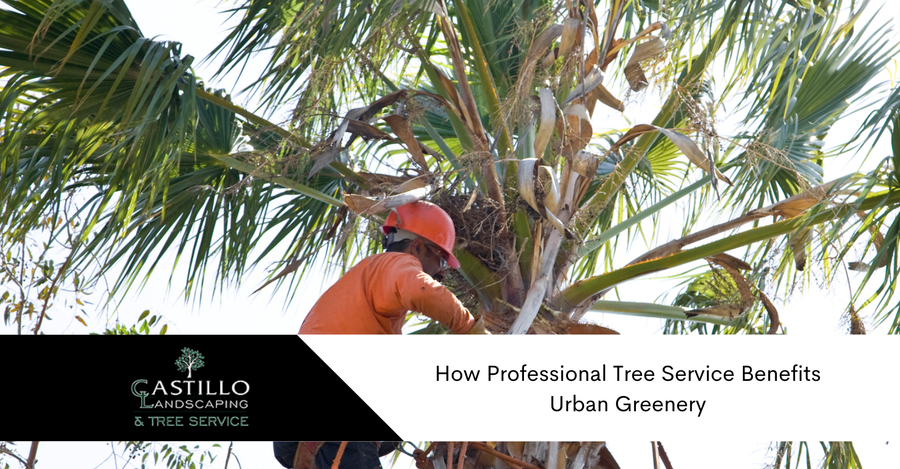 Professional tree service L A