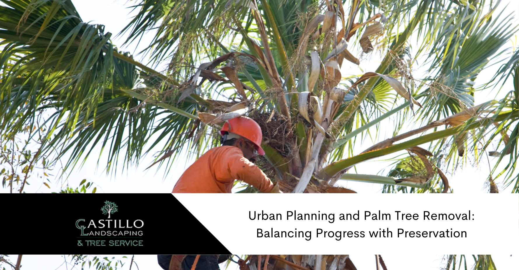 Urband Planning and Tree Removal
