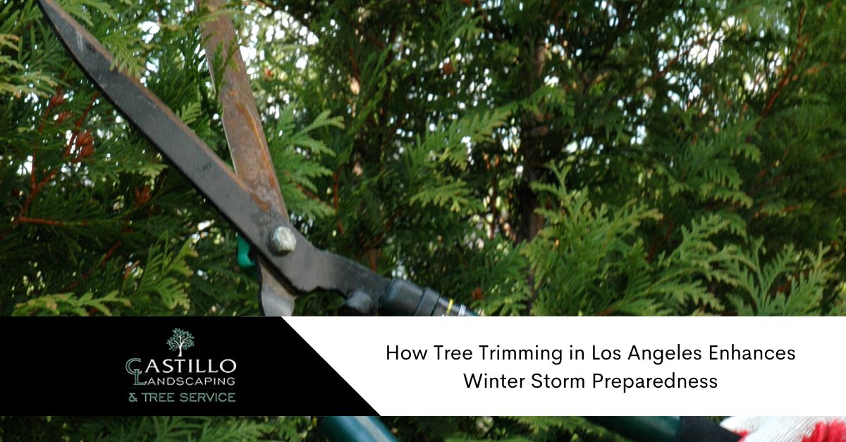 Tree Trimming in Los Angeles